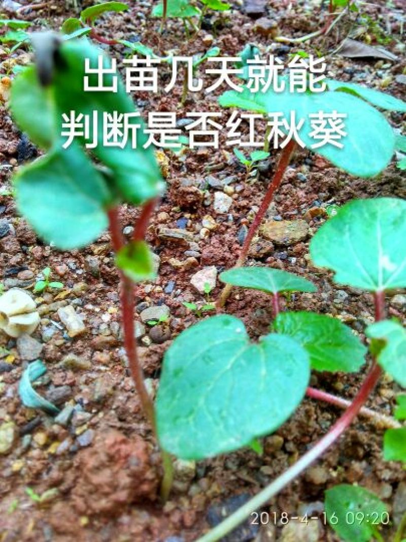 黄秋葵种子红秋葵18年新种子
