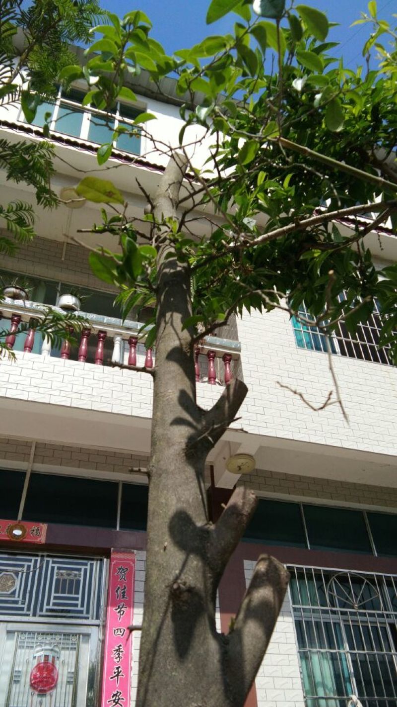 金弹子树桩