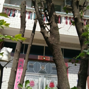 金弹子树桩