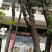 金弹子树桩