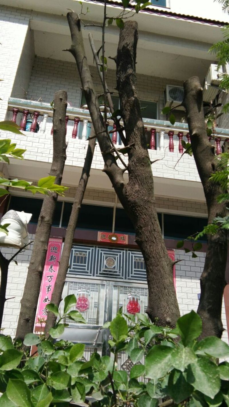 金弹子树桩