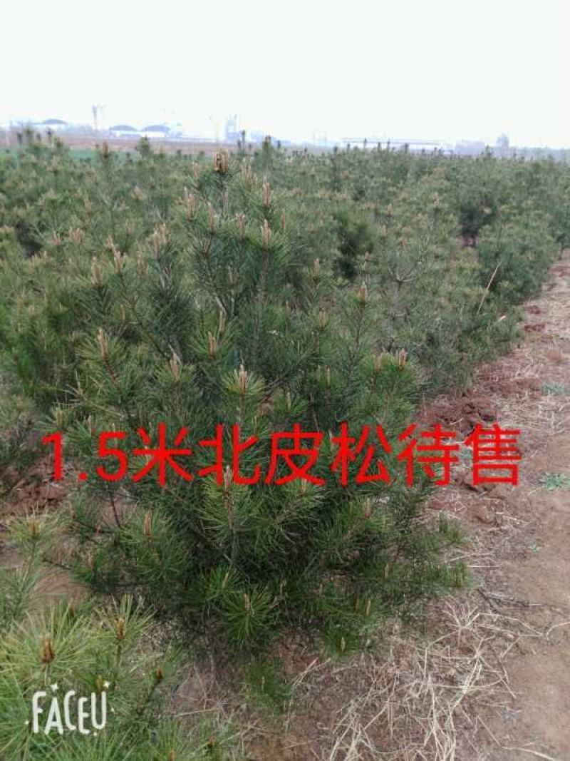 白皮松1~1.5m