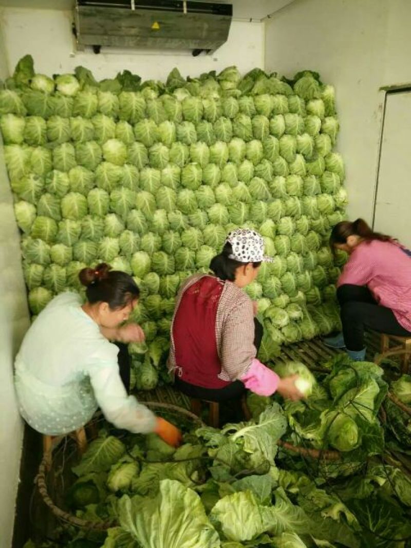 牛心甘蓝规格齐全一手货源全国代销