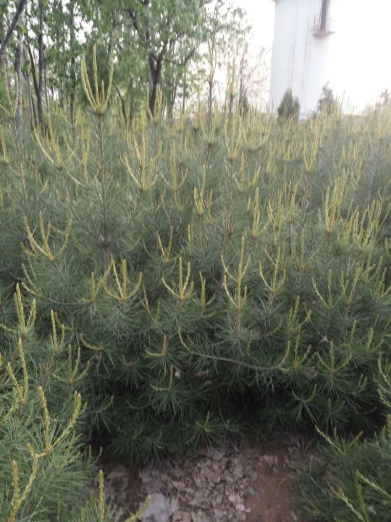 白皮松3~3.5m