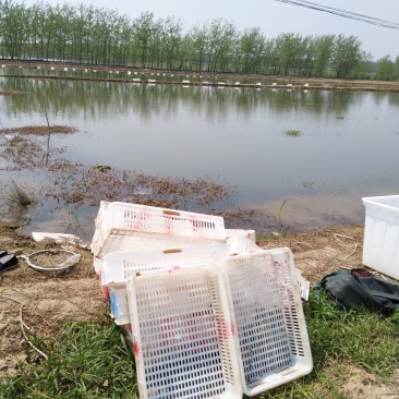 龙虾苗虾苗正宗塘口虾苗质量好
