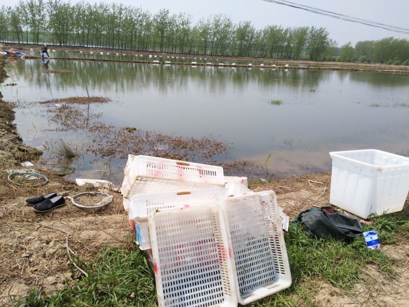 龙虾苗虾苗正宗塘口虾苗质量好
