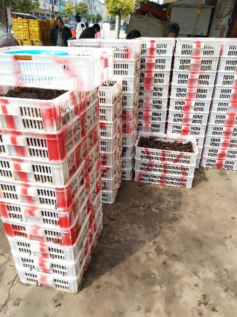 龙虾苗虾苗正宗塘口虾苗质量好