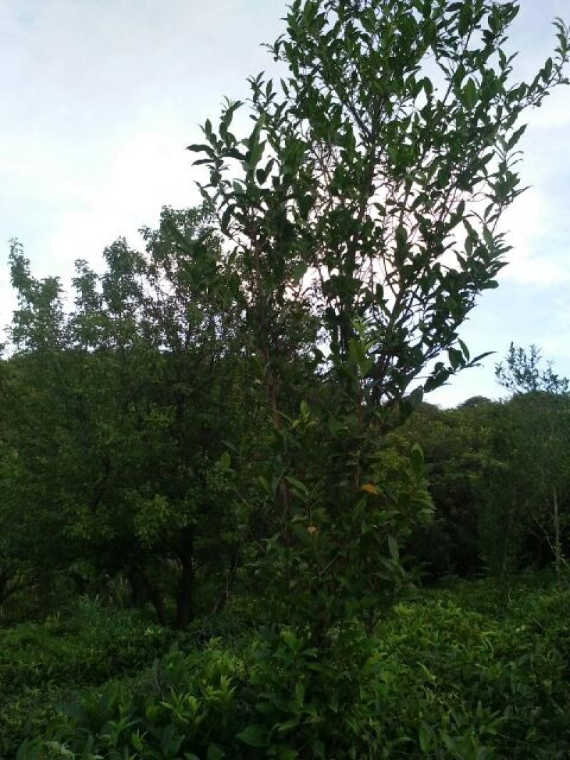 铁观音特级
