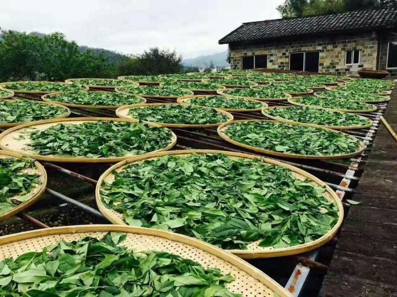 铁观音特级
