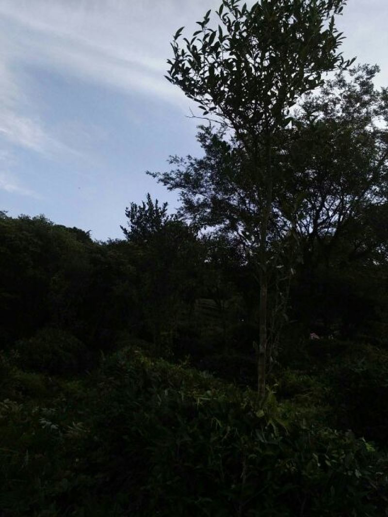 铁观音特级