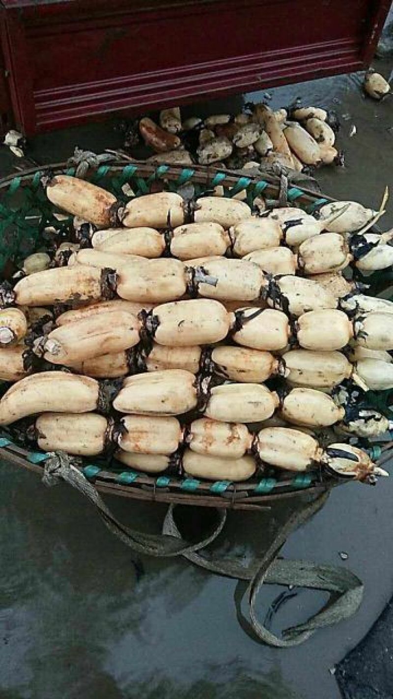 鄂莲6号7~9厘米10~15厘米以上