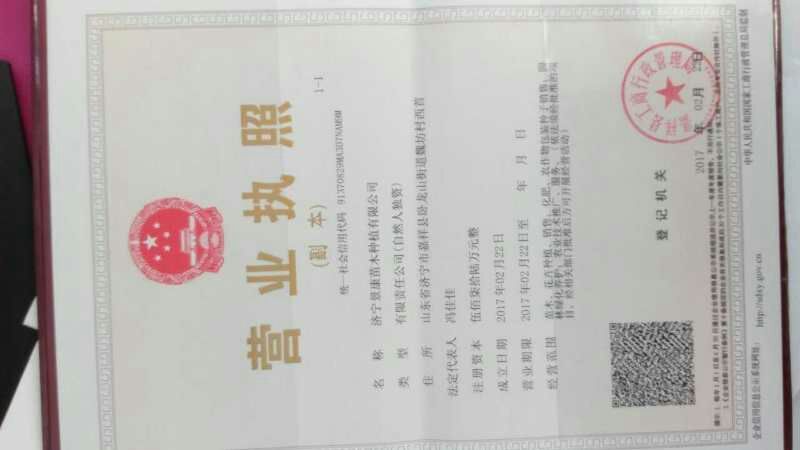 墨西哥玉米草种子亩产1到2万公斤四季可种