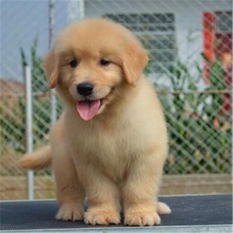 金毛犬常年出售宠物狗