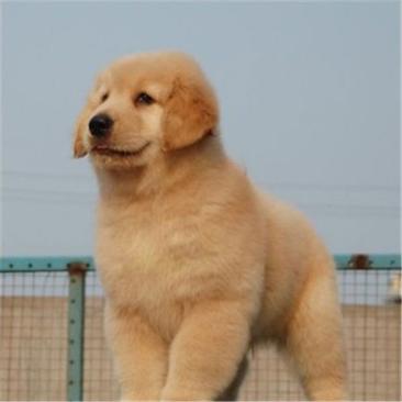 金毛犬常年出售宠物狗