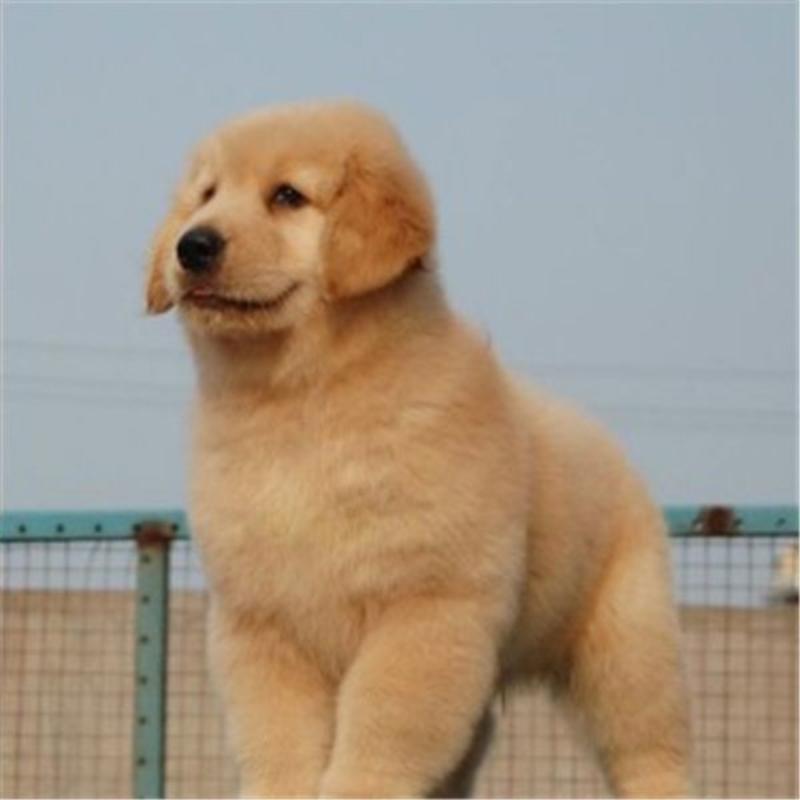 金毛犬常年出售宠物狗