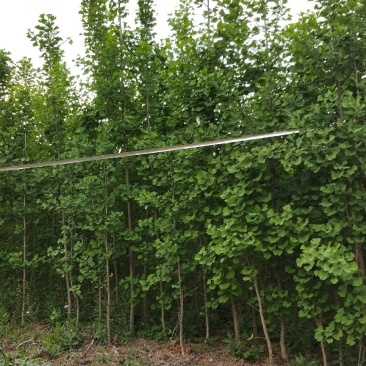 银杏实生树18~20cm3.5~4米1米以下