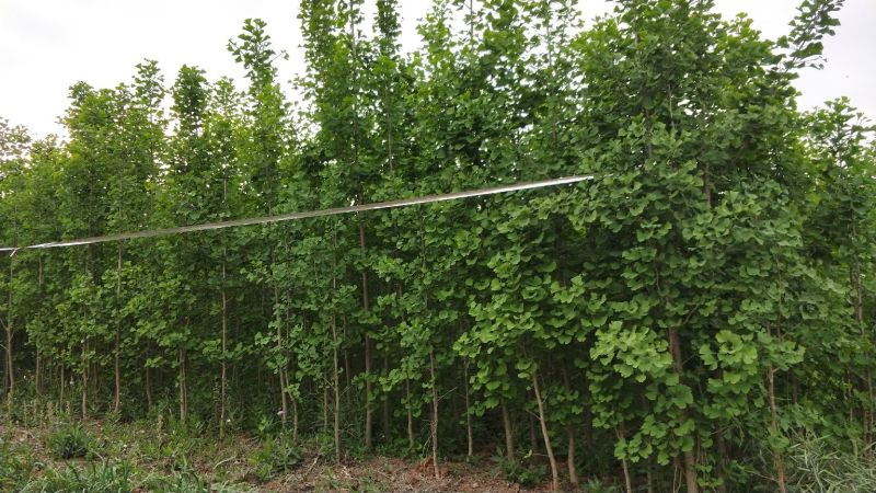 银杏实生树18~20cm3.5~4米1米以下