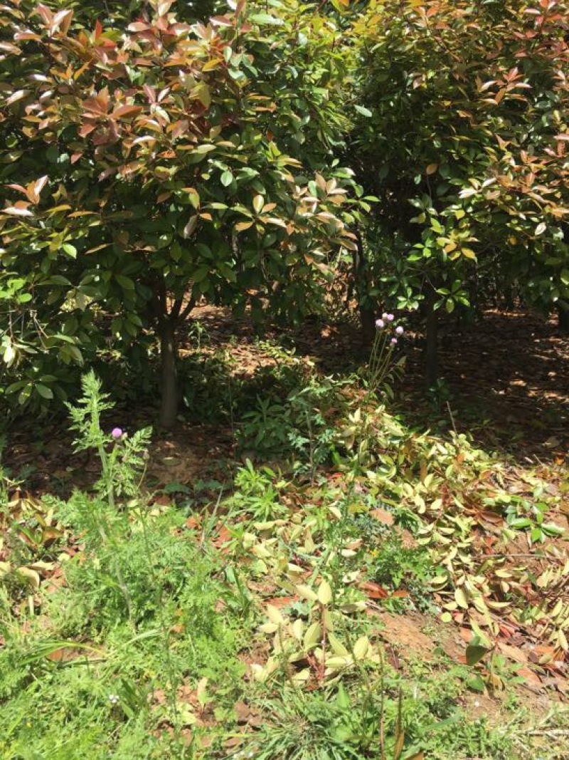 红罗宾球60~70cm