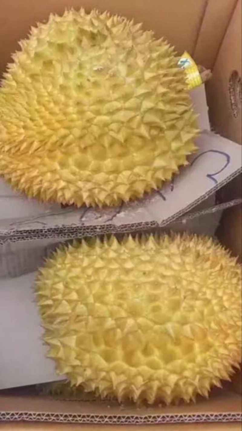 泰国榴莲金枕头