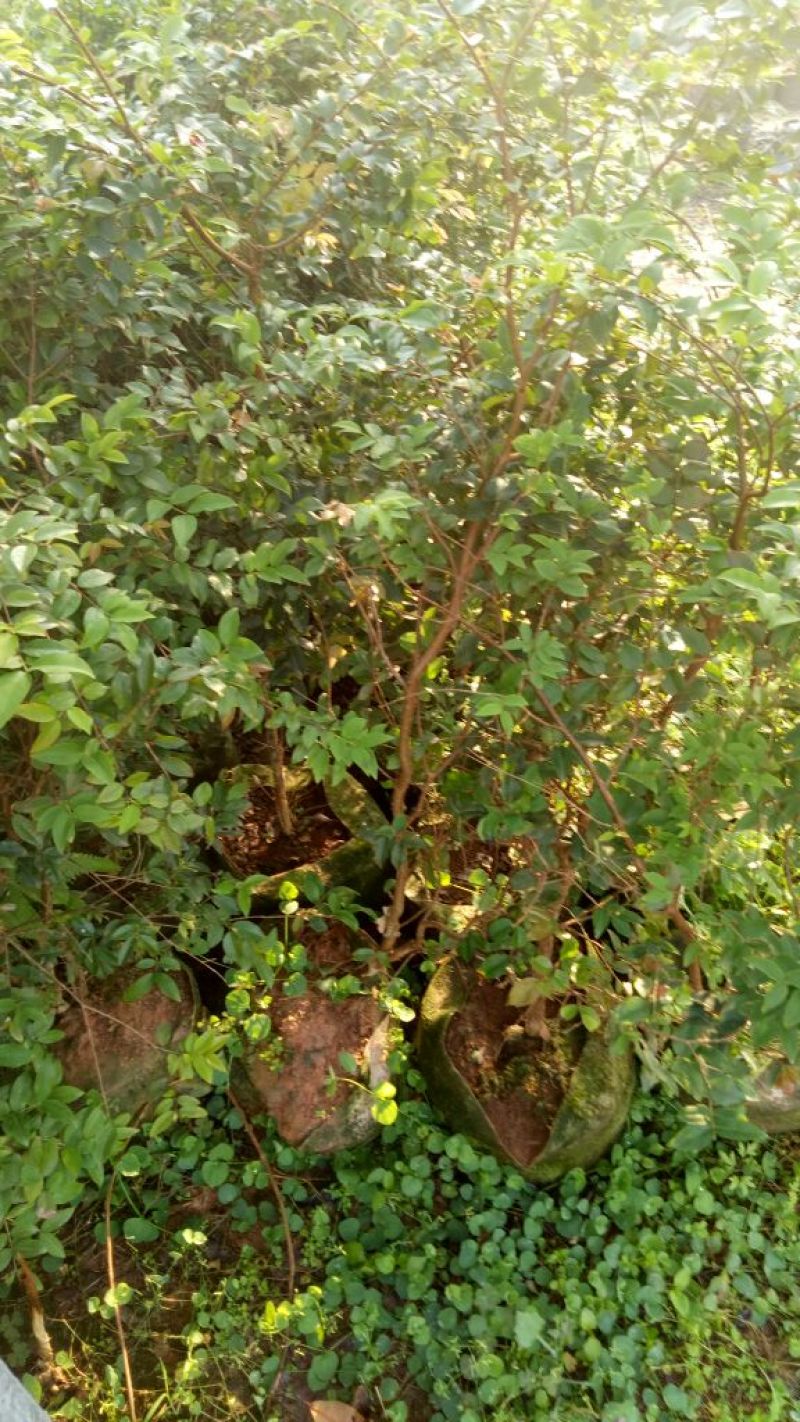 嘉宝果树苗1年