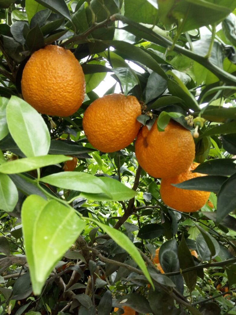 黄果柑5.5~6cm