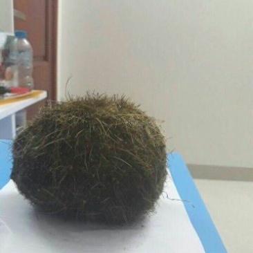 猪宝