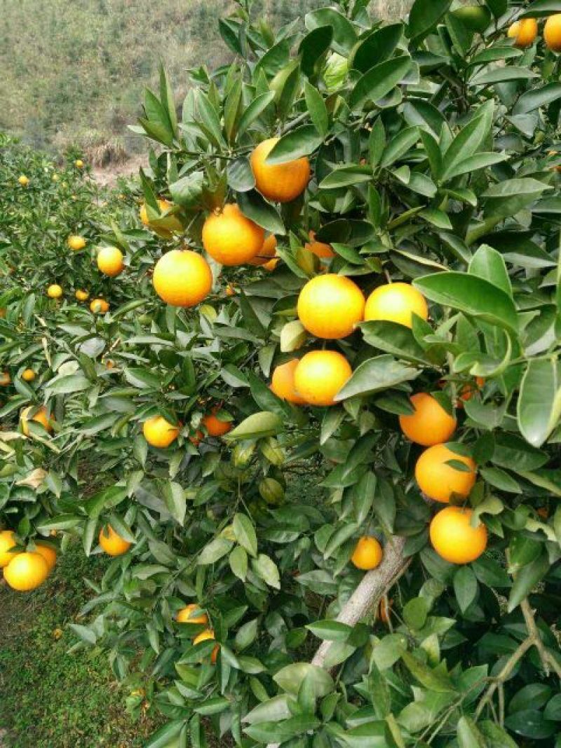 夏橙口感甜，水分足，果园看货，对接商超电商市场