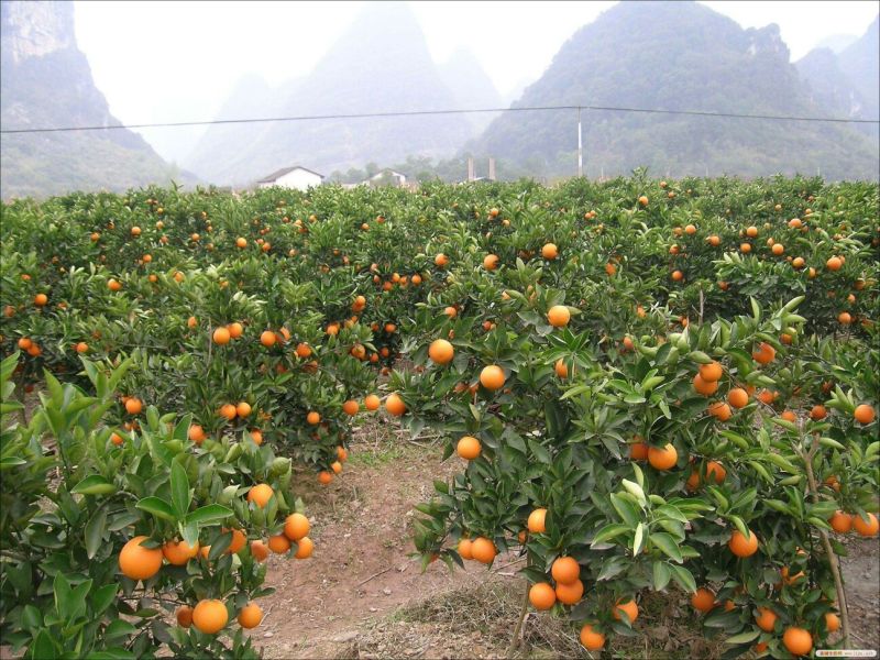 夏橙口感甜，水分足，果园看货，对接商超电商市场
