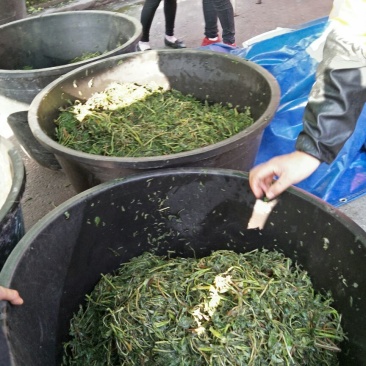 干香椿优质嫩芽
