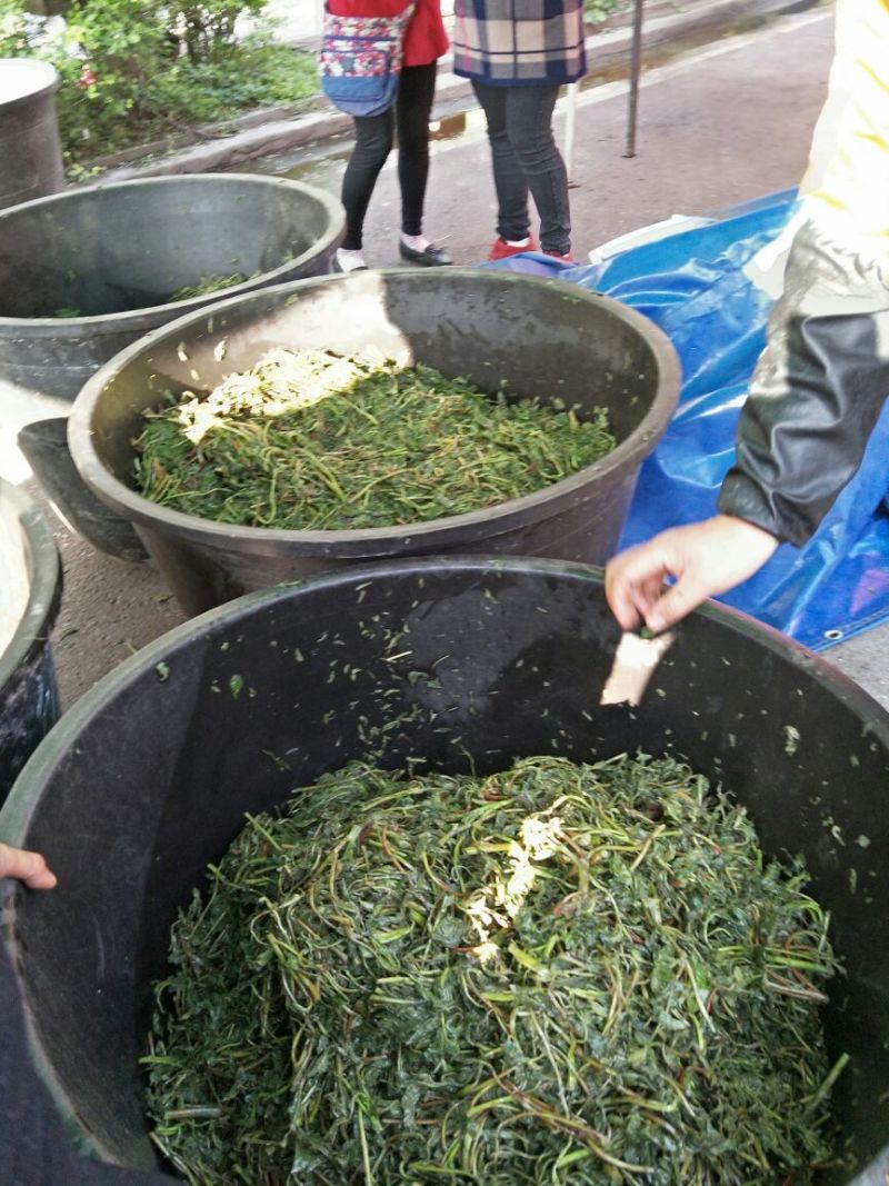 干香椿优质嫩芽