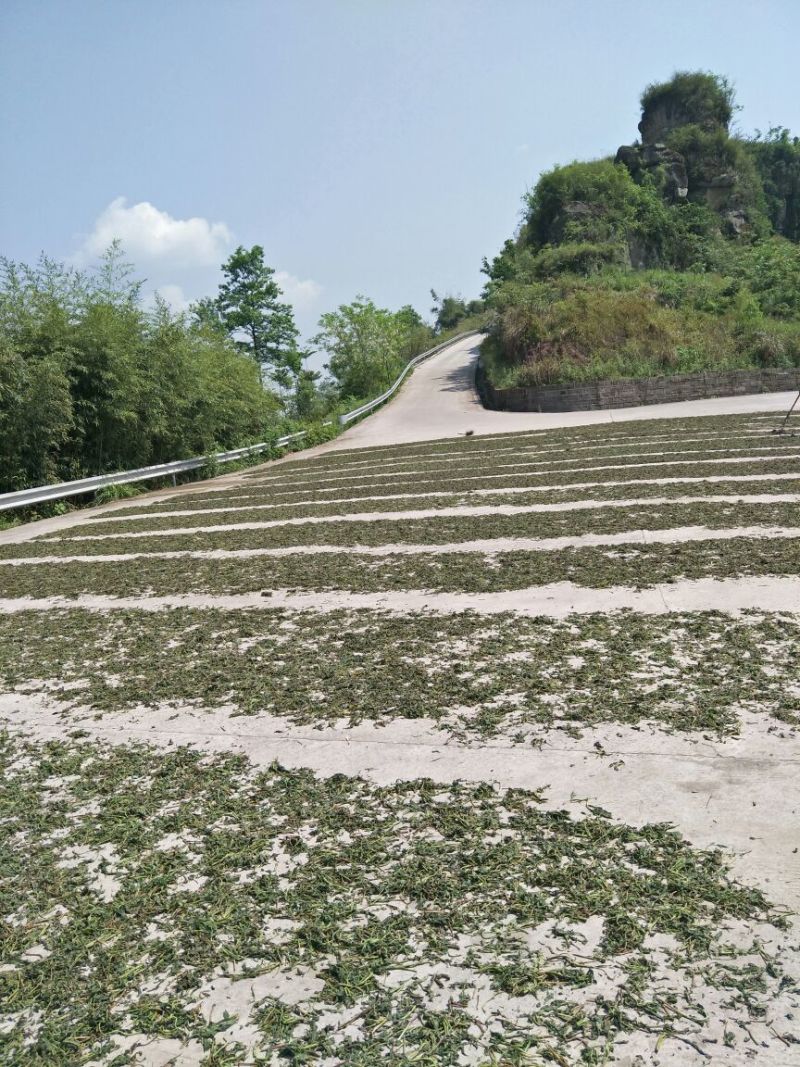 干香椿优质嫩芽