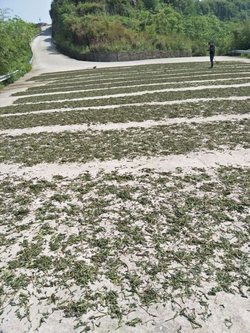 干香椿优质嫩芽