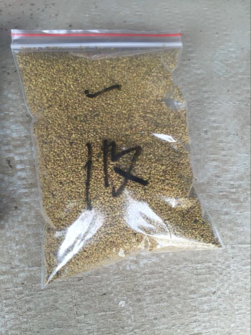 紫花苜蓿