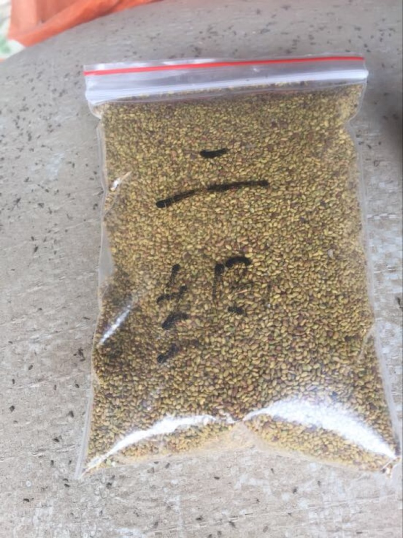 紫花苜蓿