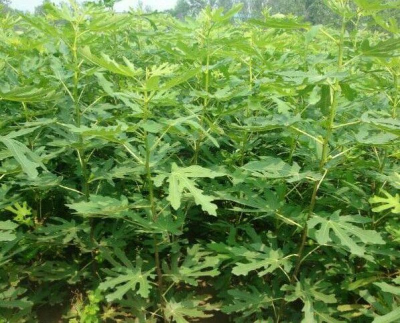 无花果苗80cm以上