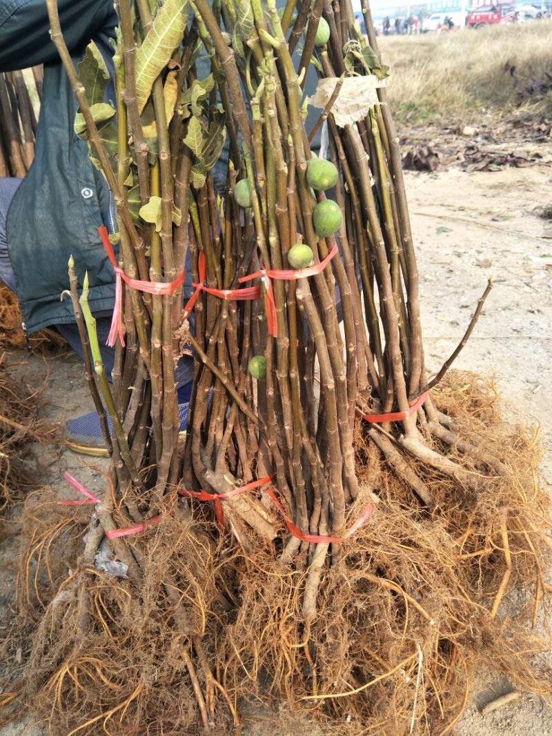 无花果苗80cm以上