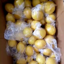 安岳尤力克柠檬1~1.5两安岳黄柠檬，奶茶店专用