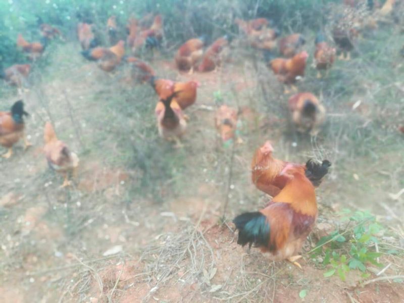 土鸡苗灵山土鸡苗鸡苗企业店铺认证放心苗安全