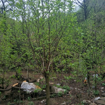 【紫玉兰】长度8~10cm基地直供保质保量电话联系