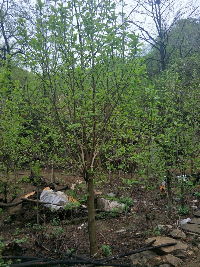 【紫玉兰】长度8~10cm基地直供保质保量电话联系