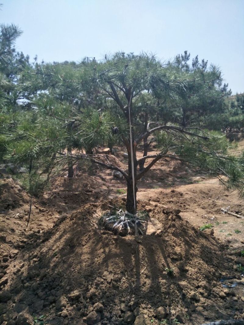 造型松12公分
