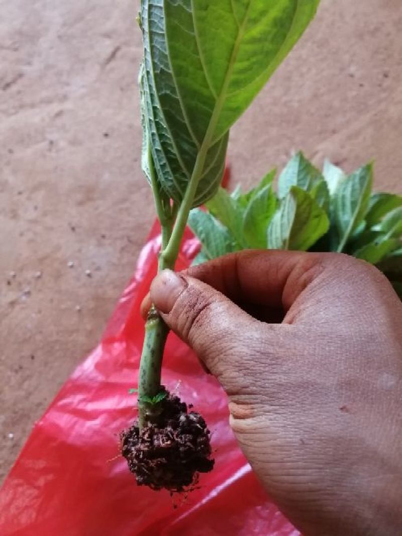 云南绣球花苗，八仙花种苗，无尽夏小苗基地直销