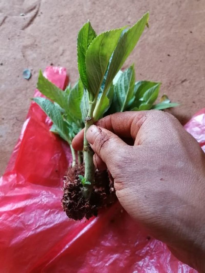 云南绣球花苗，八仙花种苗，无尽夏小苗基地直销