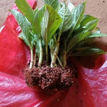 云南绣球花苗，八仙花种苗，无尽夏小苗基地直销