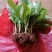 云南绣球花苗，八仙花种苗，无尽夏小苗基地直销