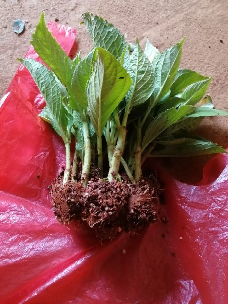 云南绣球花苗，八仙花种苗，无尽夏小苗基地直销