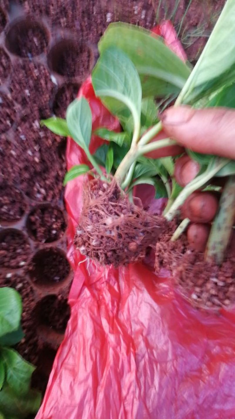 云南绣球花苗，八仙花种苗，无尽夏小苗基地直销