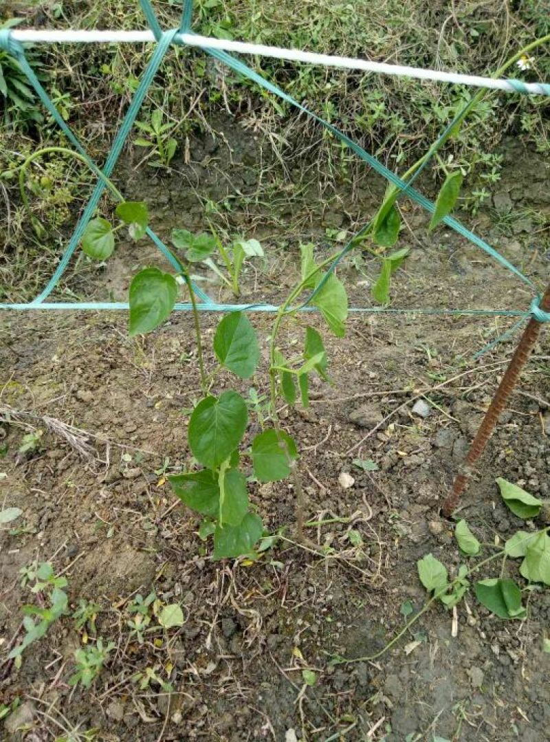 夜香花树苗