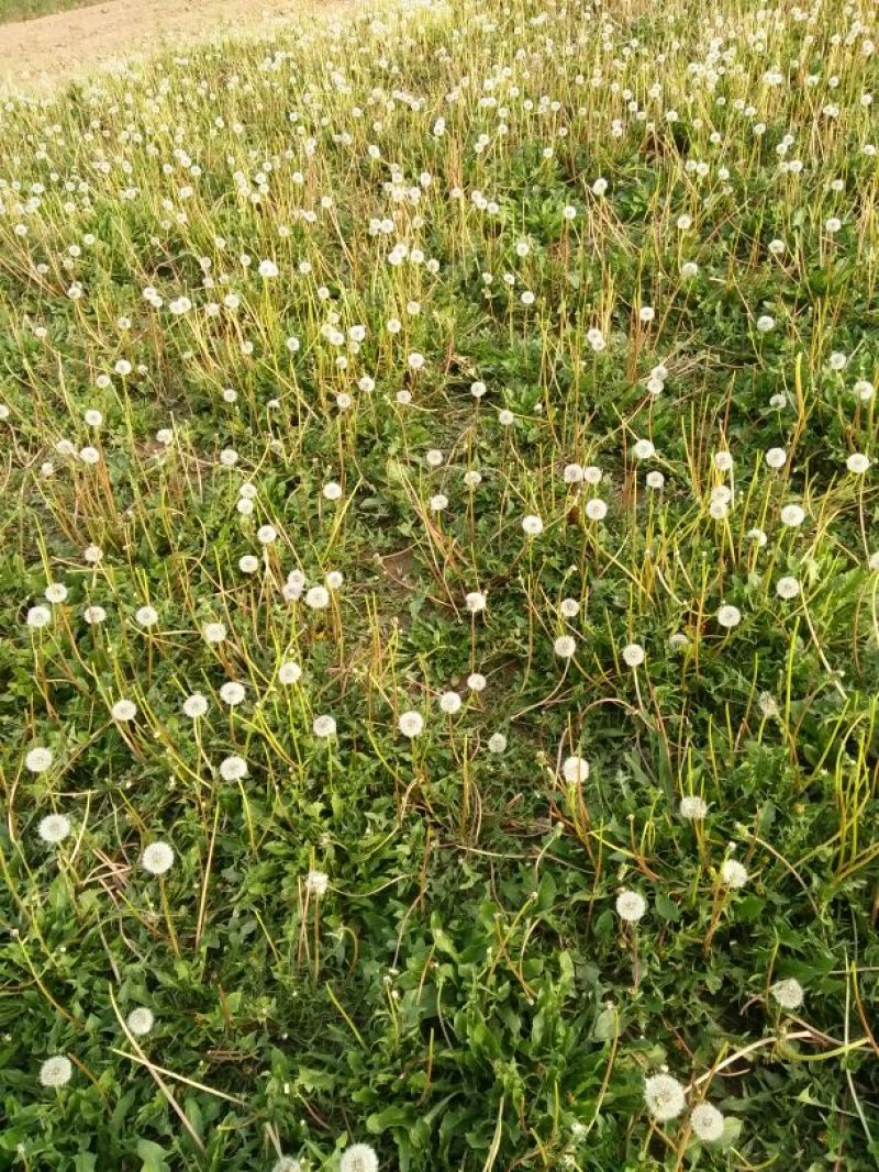 蒲公英6~10cm