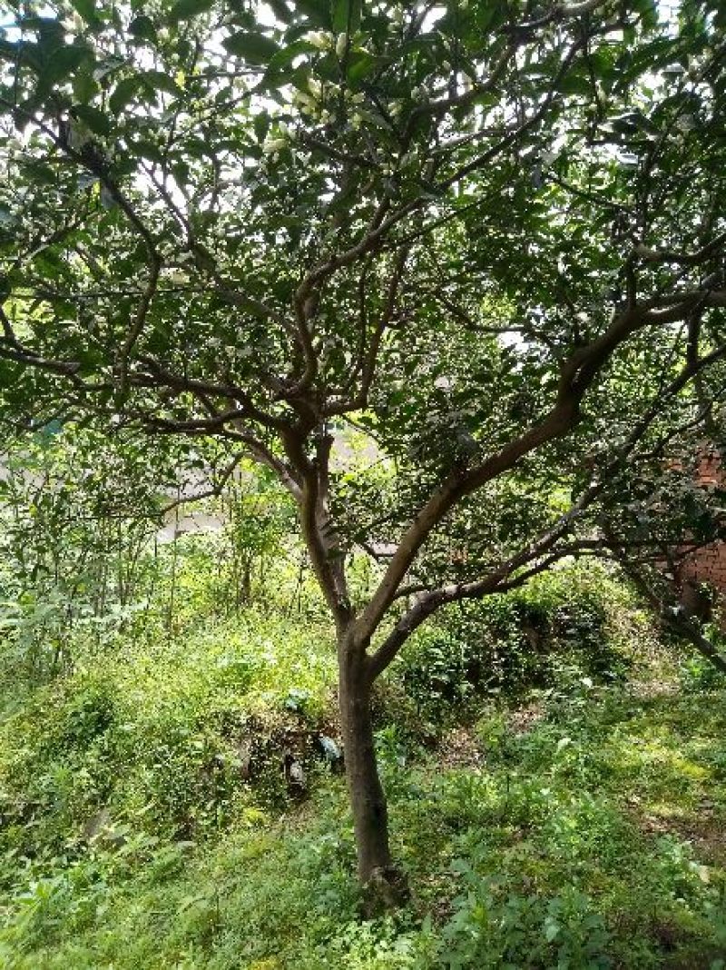 油茶树10cm以下
